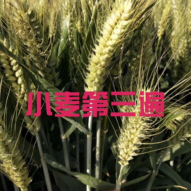小麦灌浆期第三遍小麦灌浆肥