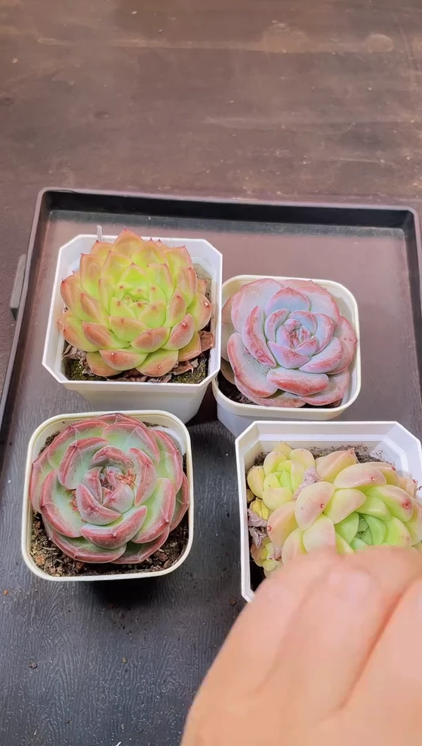 580一物一拍一组四颗