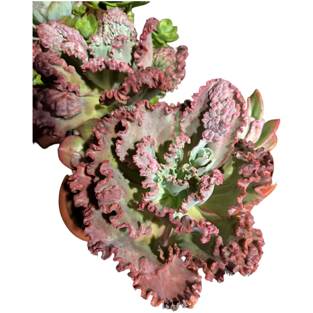 精品多肉   贝壳花笠