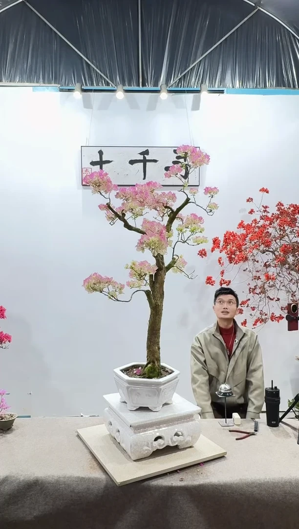 完全开放绿樱三角梅