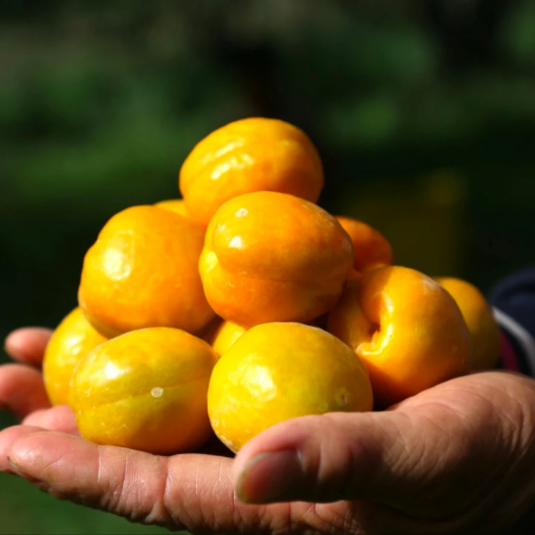 【李广杏】新鲜新疆托克逊李广杏约900-1000g/1800-2000g