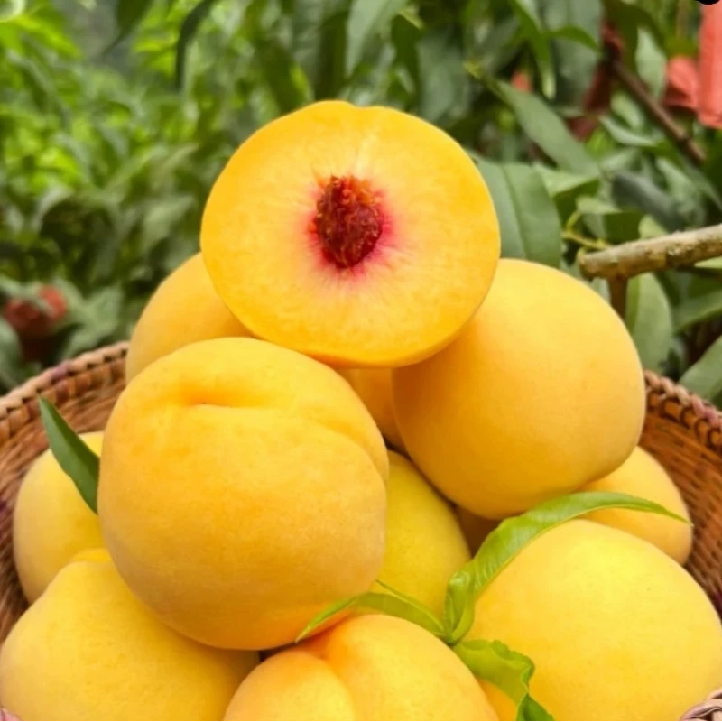湖南省炎陵县高山黄桃基地口感脆甜香味浓郁炎陵黄桃现摘现发10斤