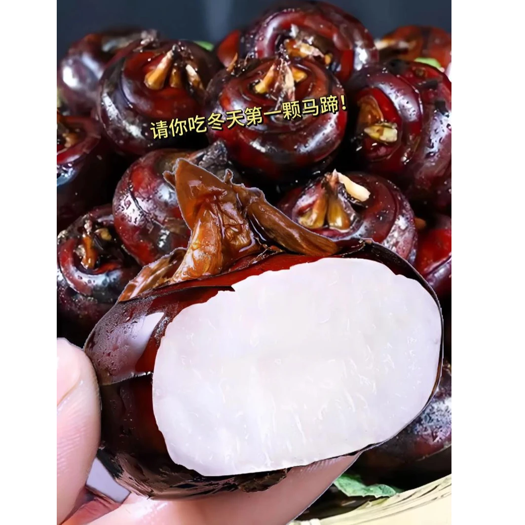 新鲜马蹄现挖现发脆甜爽口