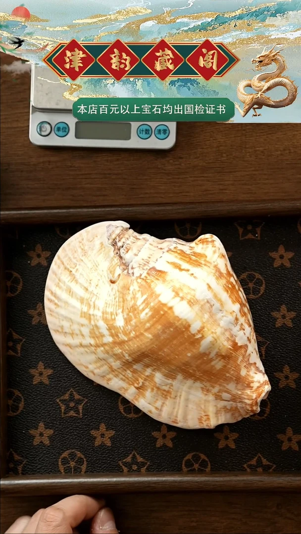 小海螺多肉花盆摆件烟灰缸