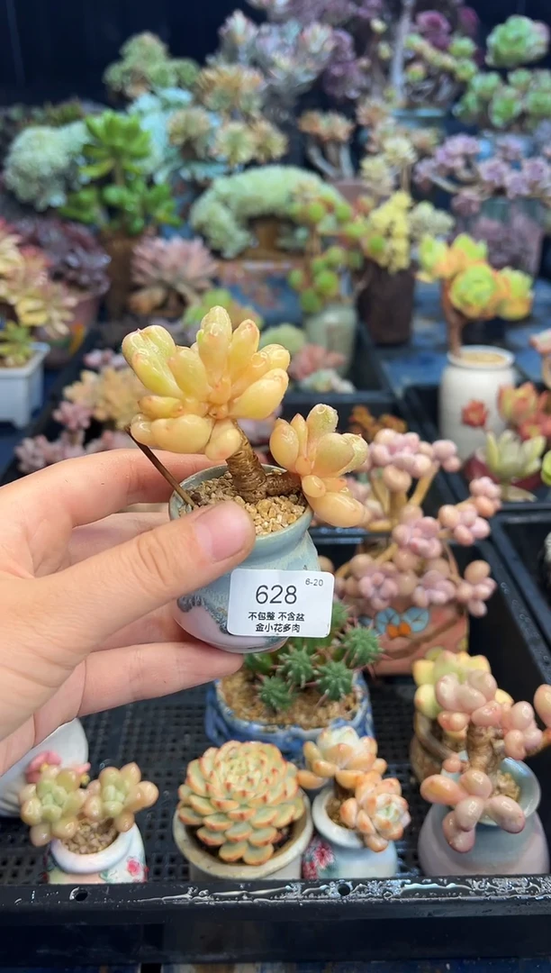 ?***?628          不带盆