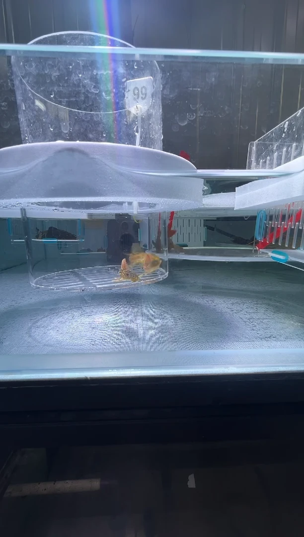 清道夫鱼4+-5+不包入缸损99