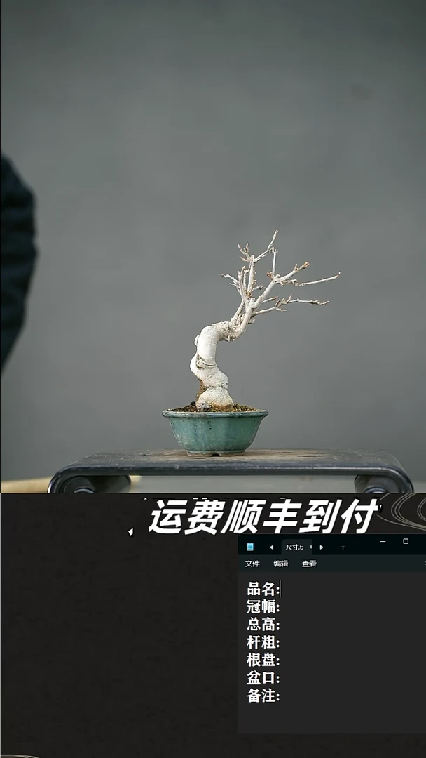 【闪购商品】5 唐枫