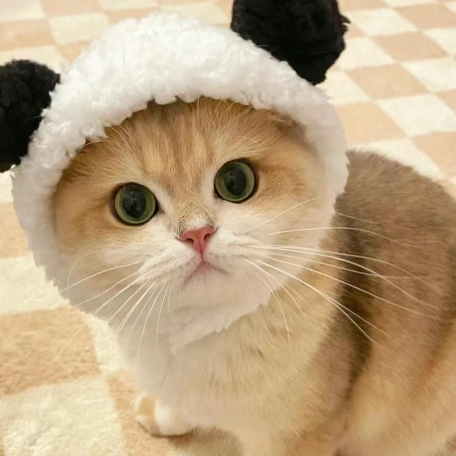 【聚盈萌宠】活体猫咪