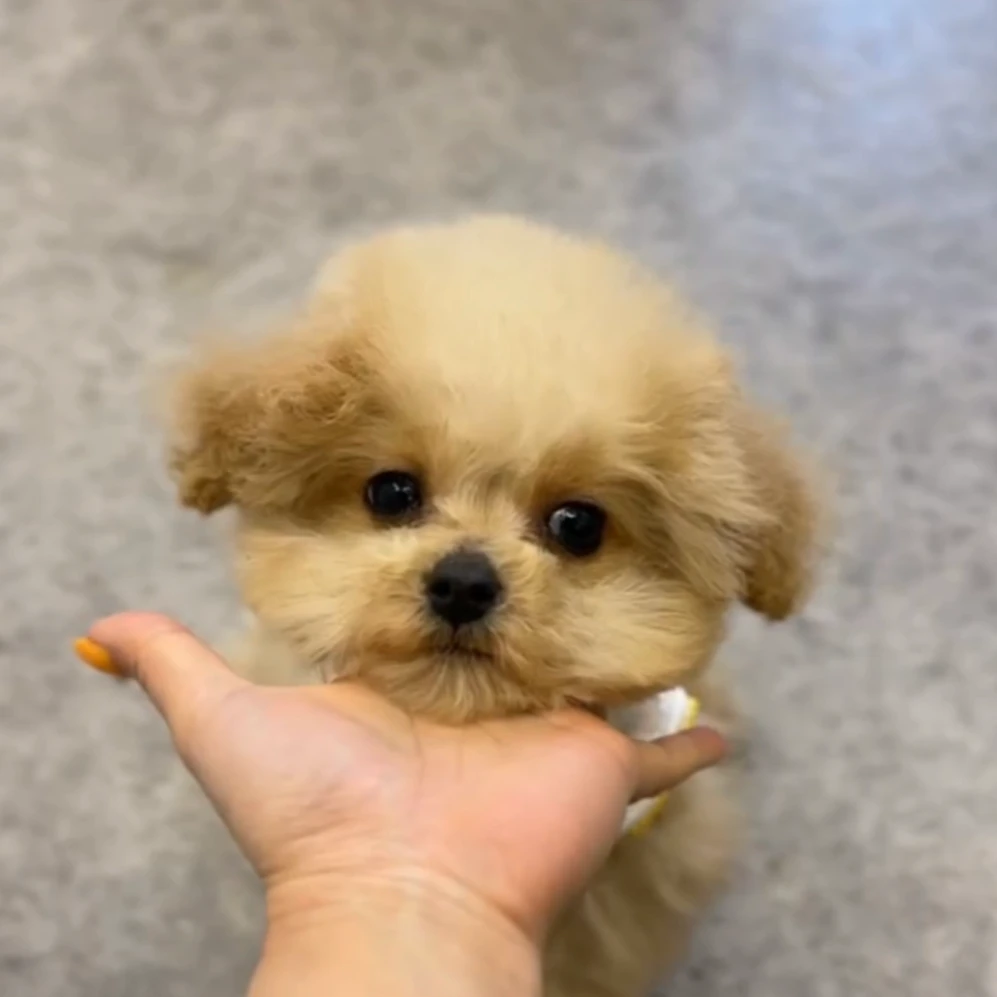 袁嬢嬢宠物严选马尔泰弟弟（状元）