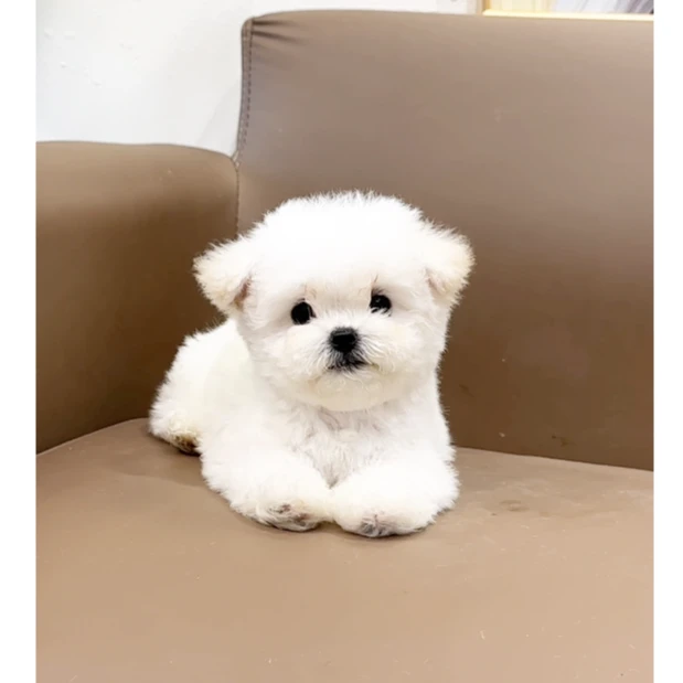 182  小体比熊妹妹