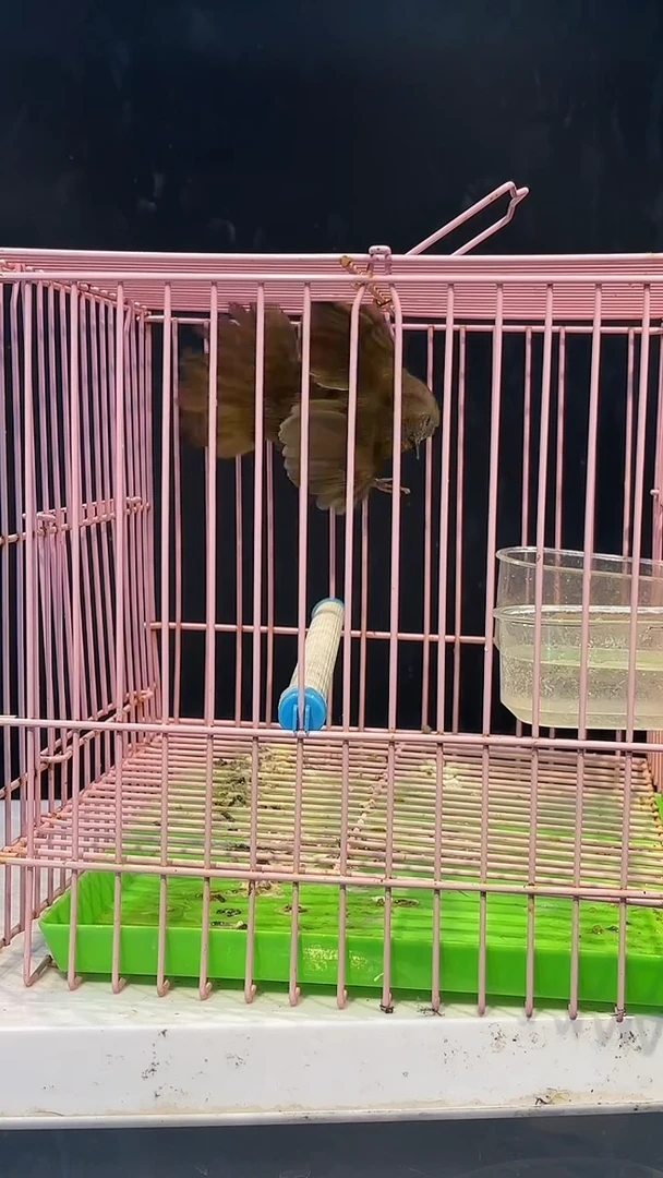 白腹精品养笼000