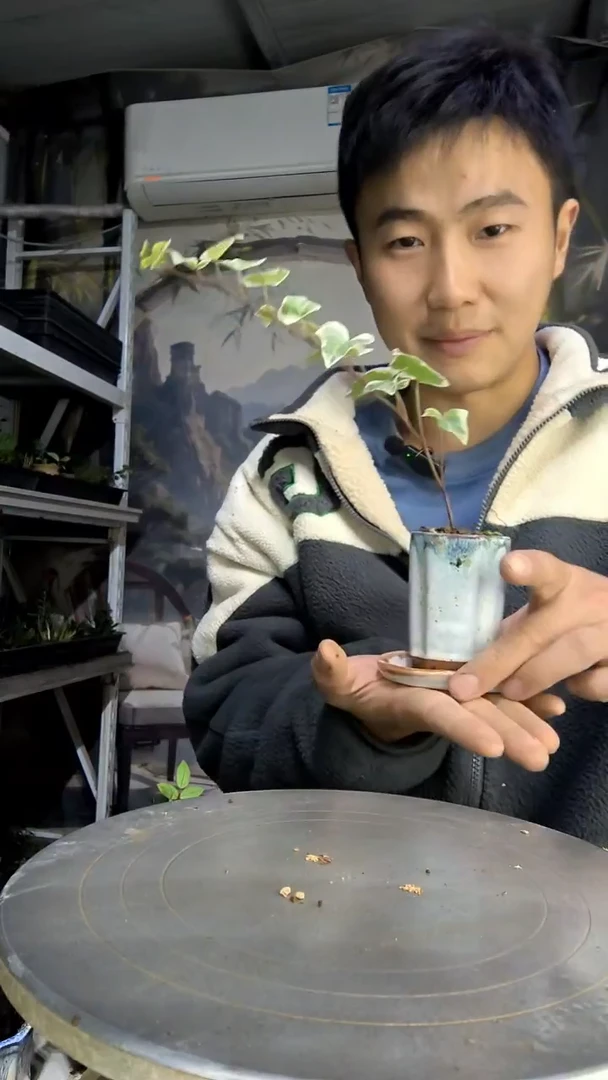 南****厅中青园艺一物一拍6