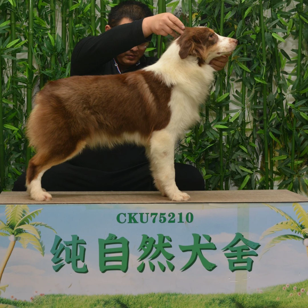 大花儿子澳牧犬幼犬出售咖啡三色澳洲牧羊犬