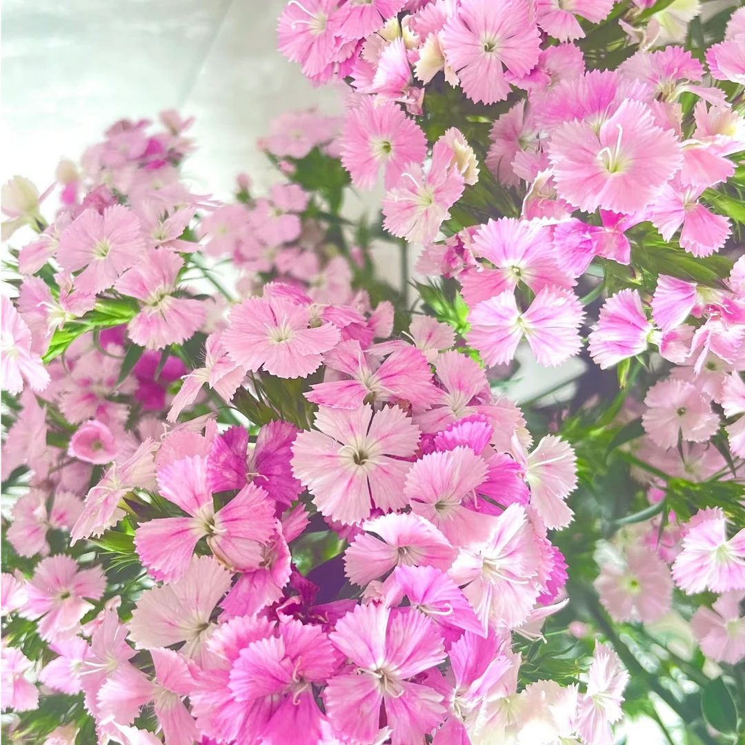 【AAA级】粉色相思梅10支 云南鲜花基地直发 鲜切花花卉