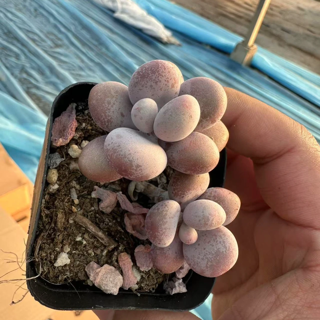 双头桃蛋 带盆一盆 满九点九包邮