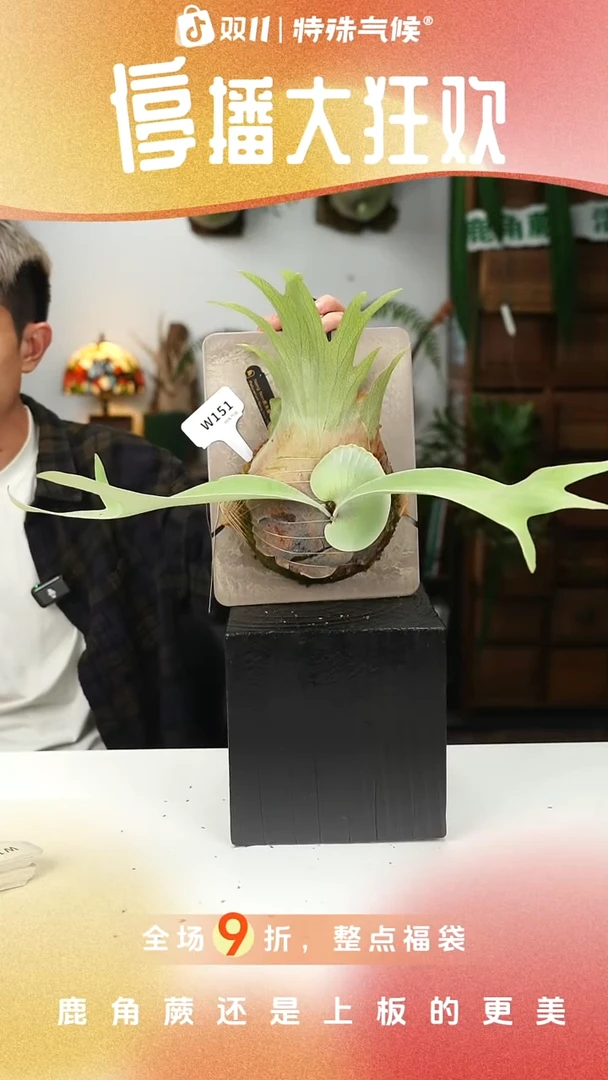 不开花植物W151-nang non侧芽