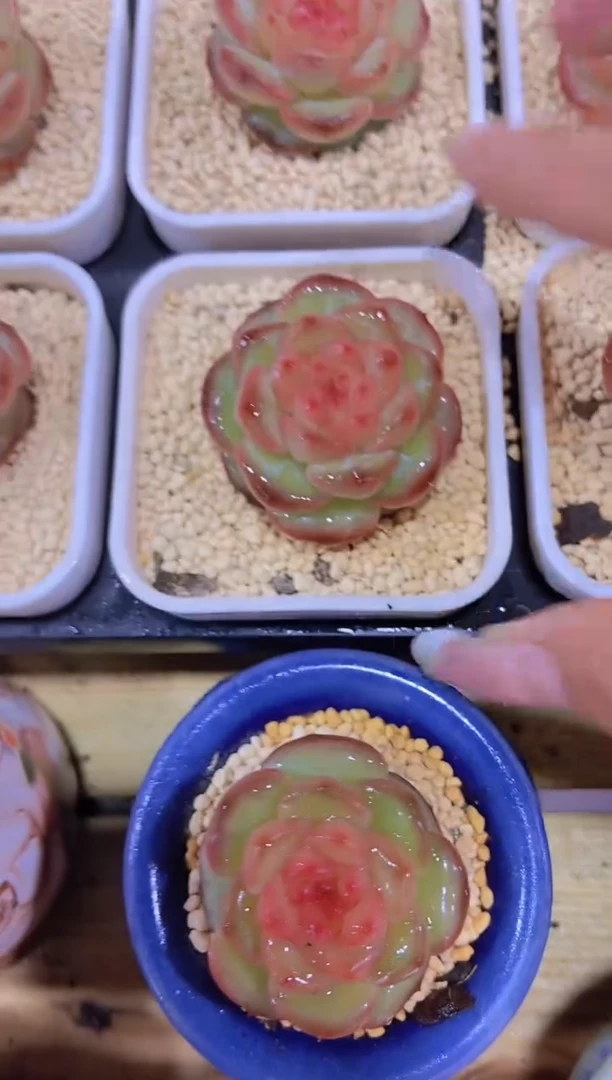 A368-琉璃啵啵单头（量拍）