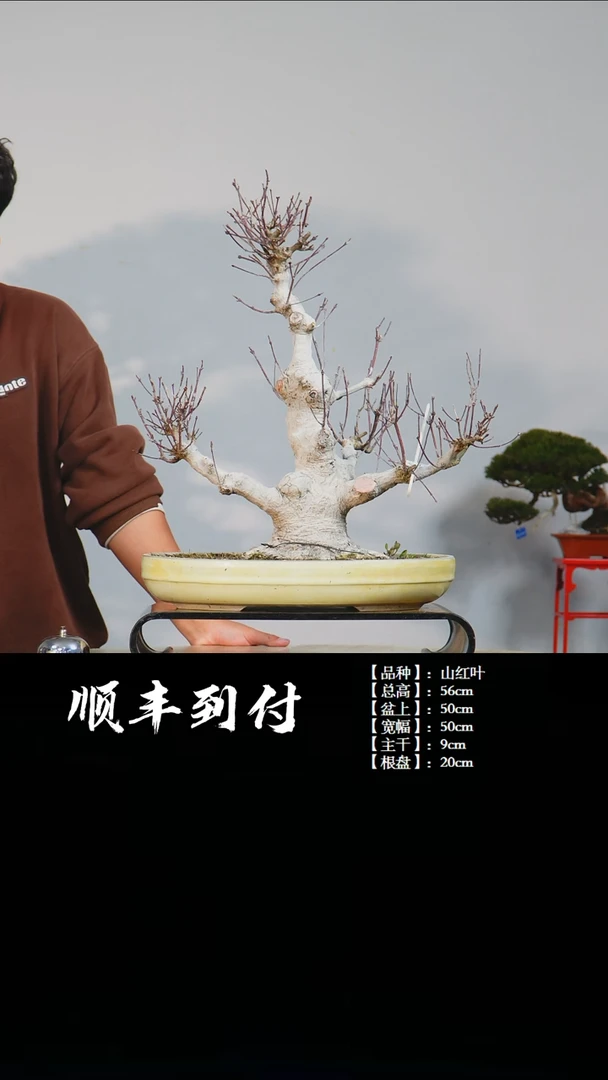 【闪购商品】·c555山红叶bubaoyou