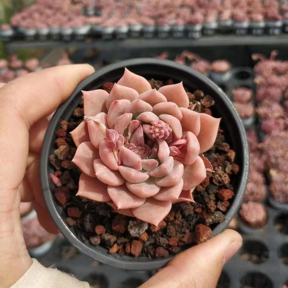 霜花（单头）多肉植物