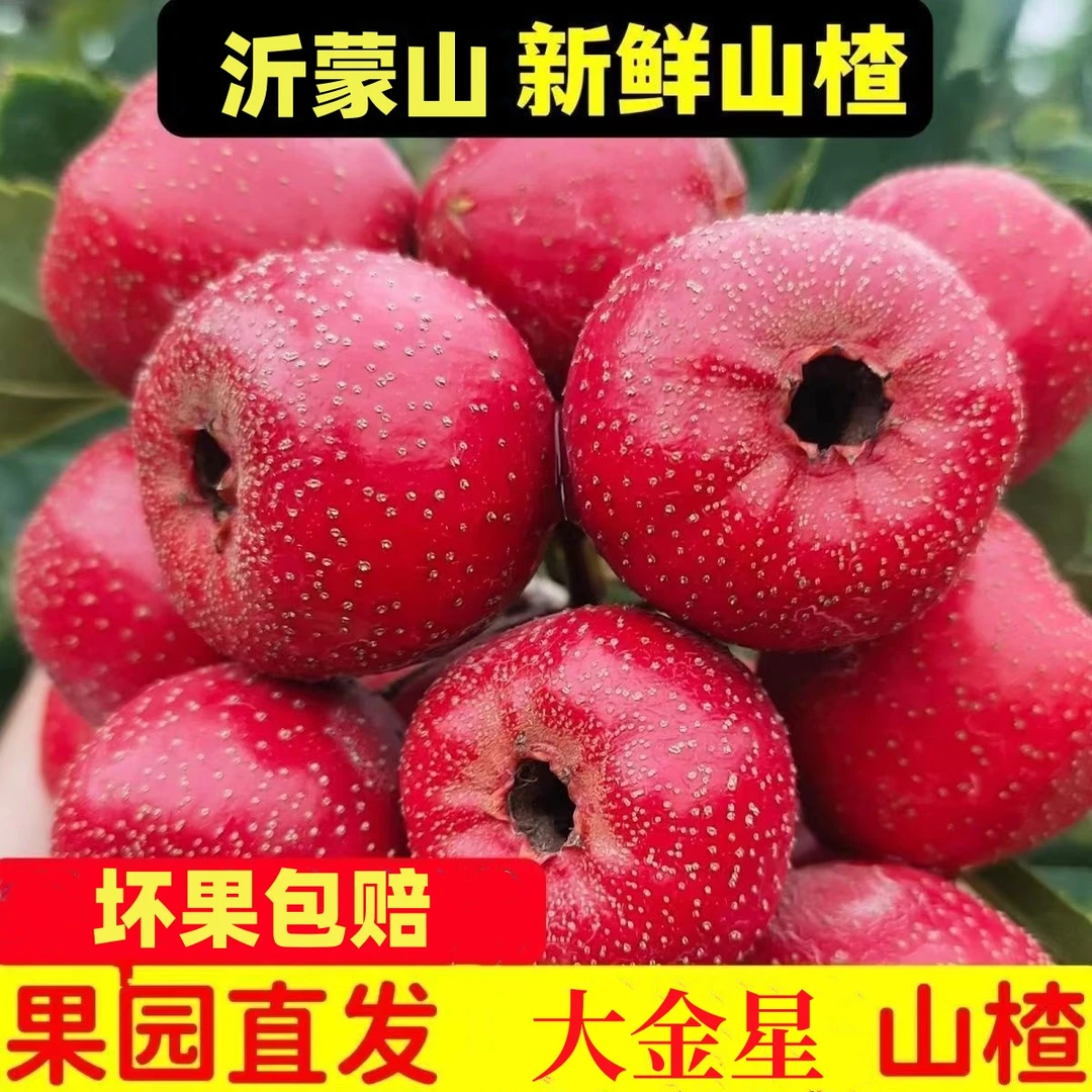 2025年新鲜山楂果鲜果水果大金星山里红果冰糖葫芦原料泡酒专用