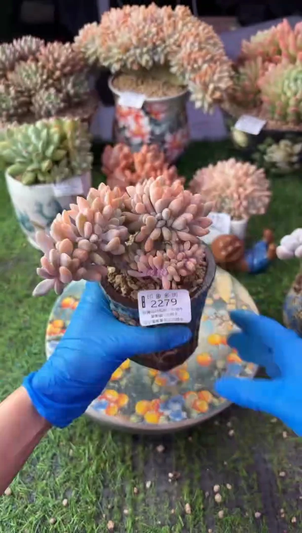 昆明印象多肉2279