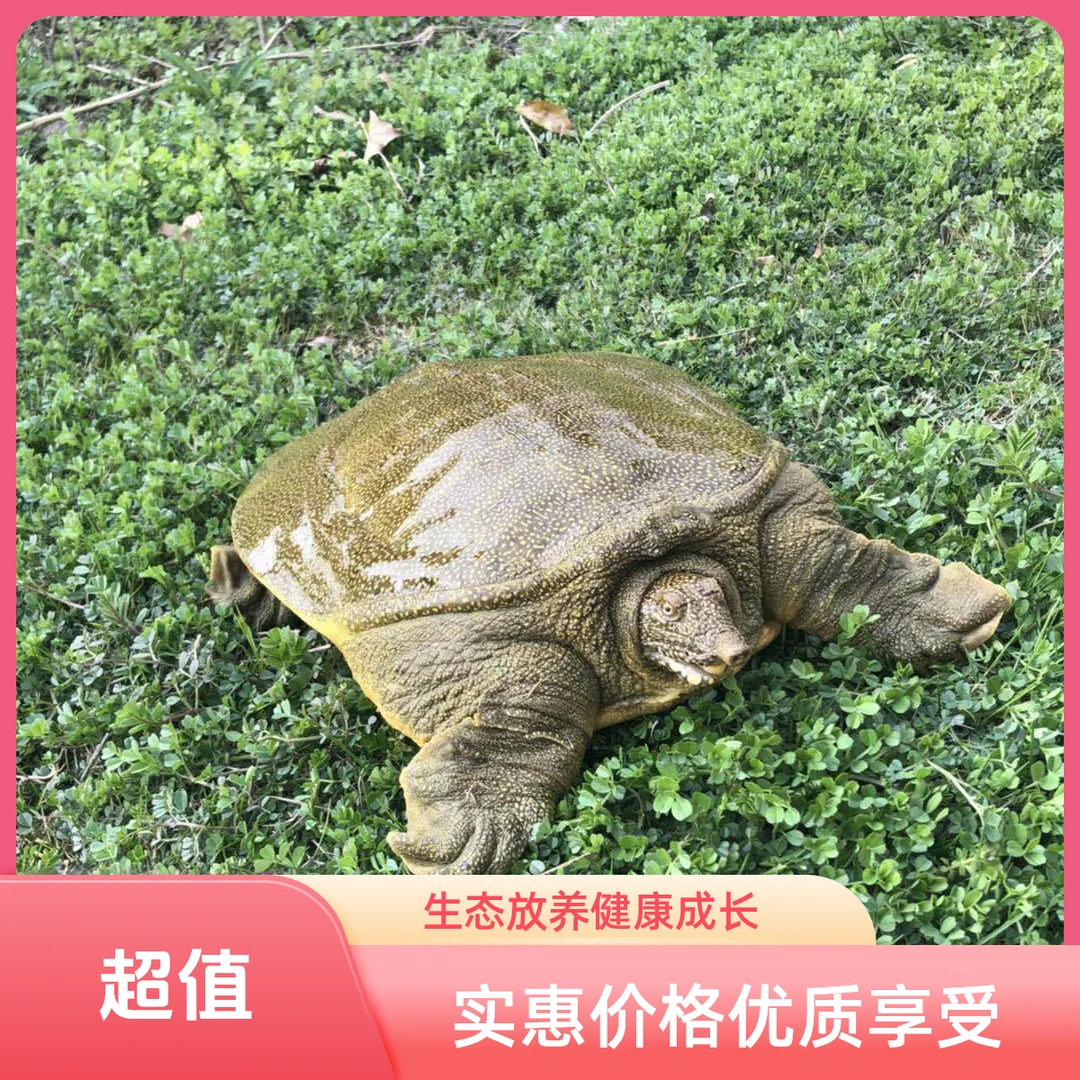 生态养殖8-10年老甲鱼鲜活食用中华鳖水鱼王八包邮
