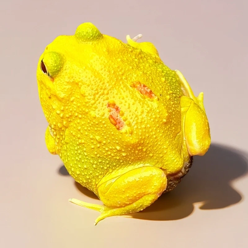 超级皮卡丘角蛙直播间挑选异宠天堂角蛙活体