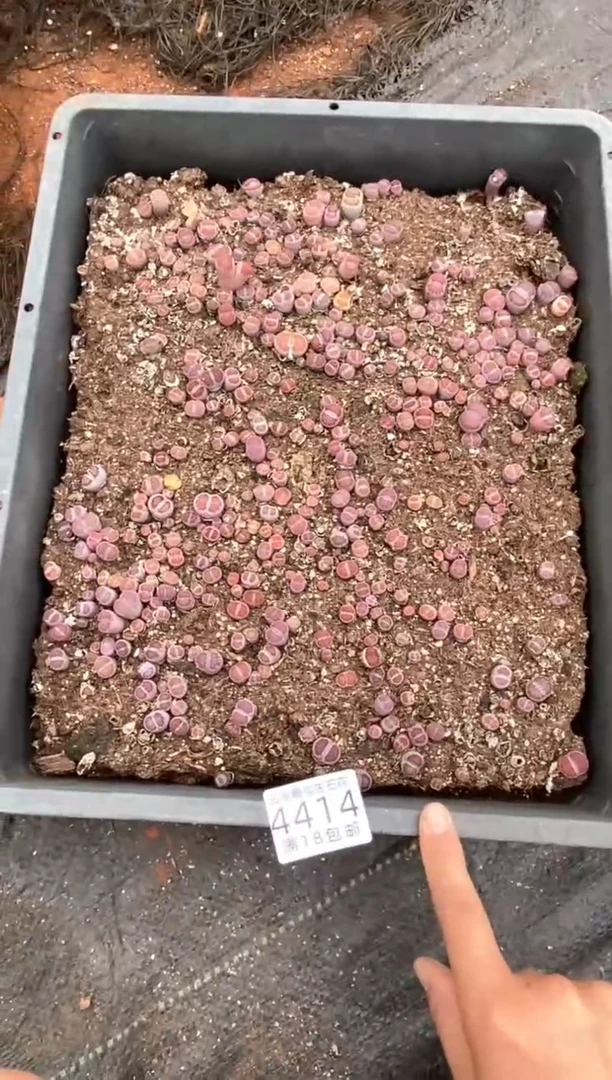 4414特价紫色混合框有疤瑕疵带土不带盆发货1框