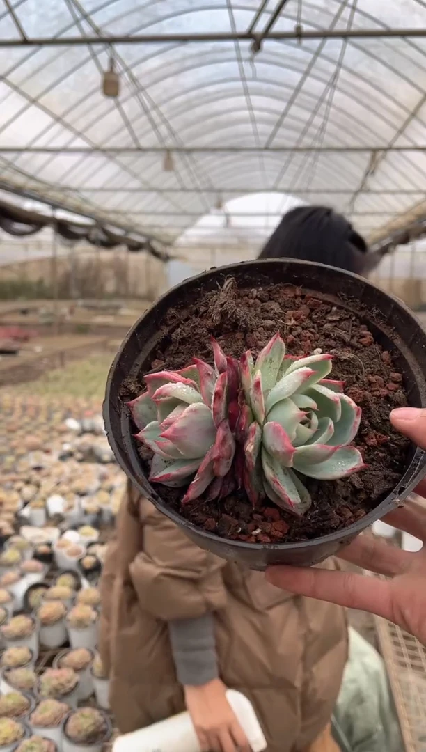 【闪购商品】33-双头惊鸿12