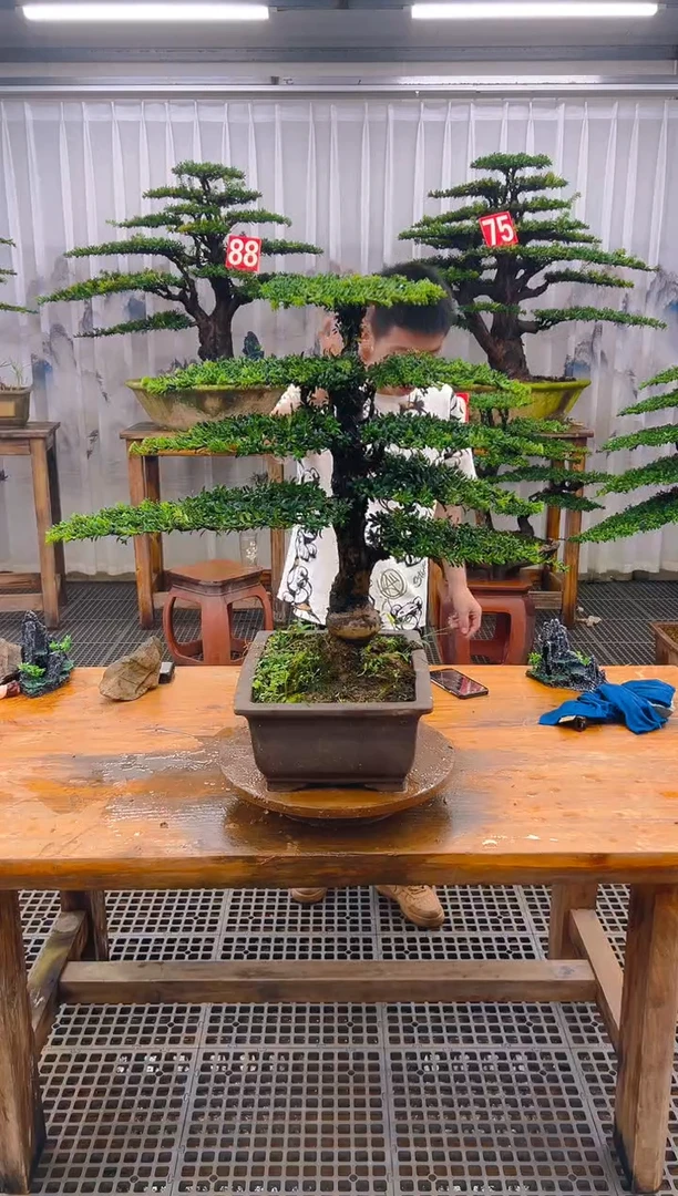 无花朵精品盆景直播间一物一拍