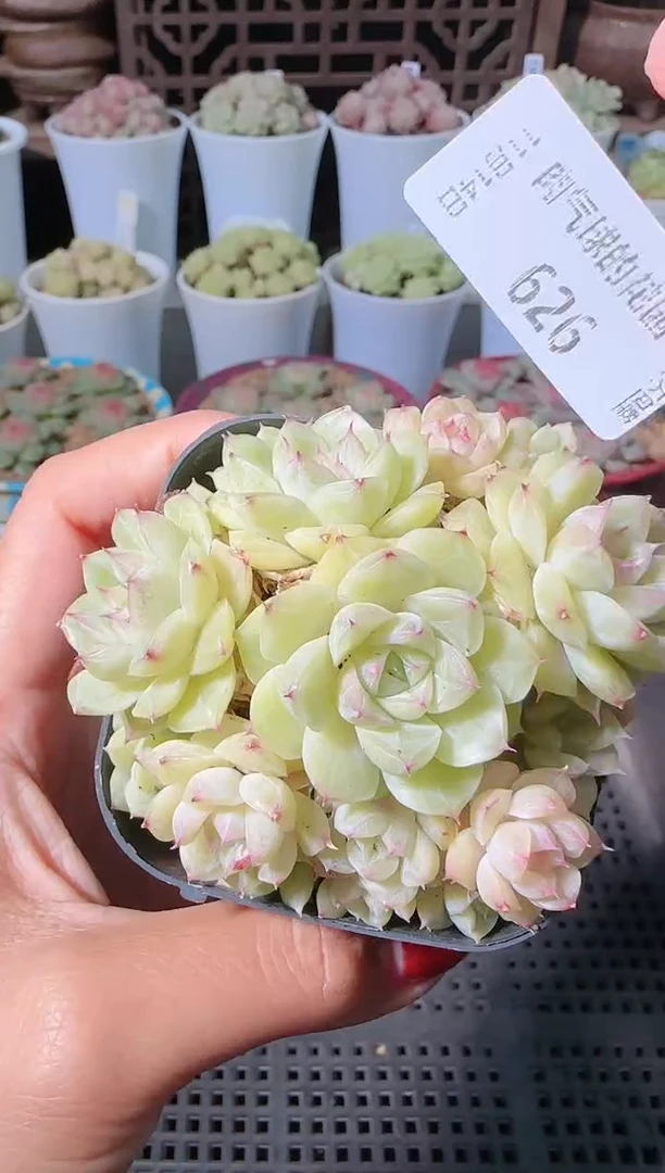 1114-626群生不包整