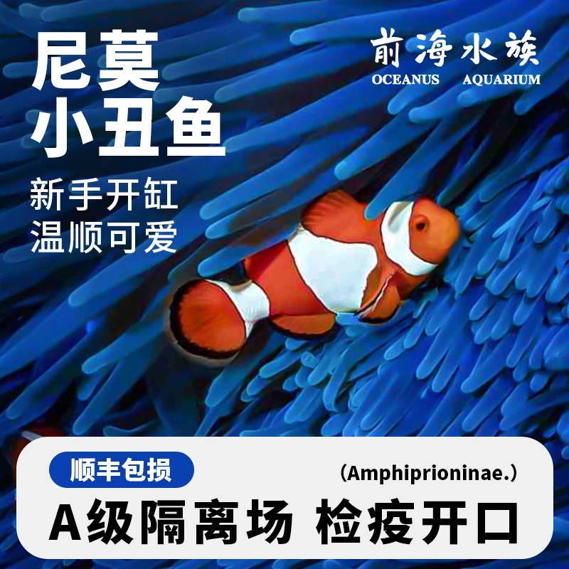 【新店福利】人工公子小丑鱼蓝吊尼莫多莉海水缸海鱼观赏鱼检疫
