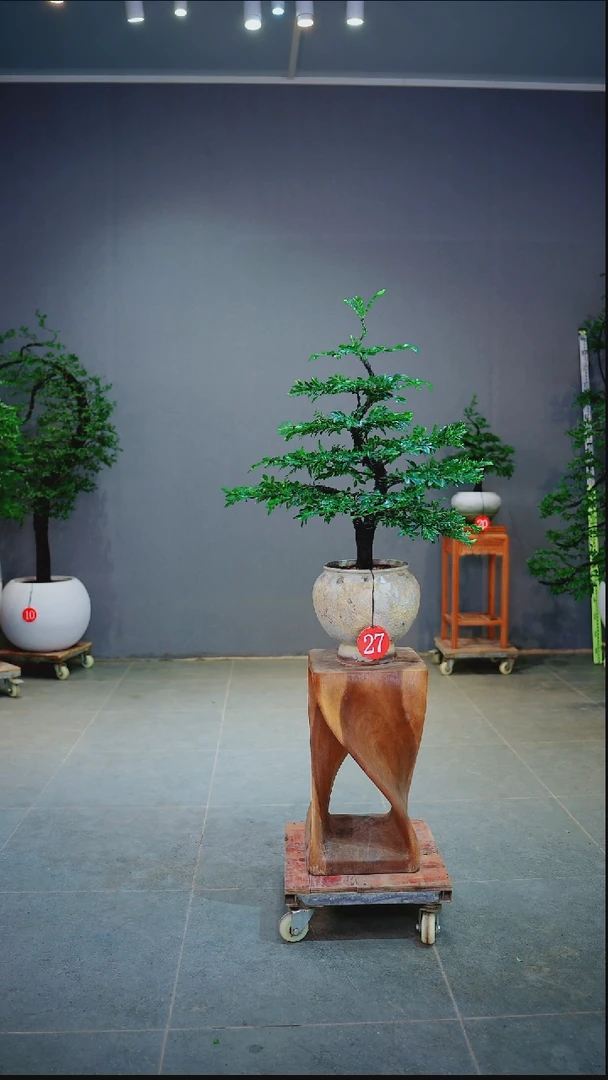 大部分花苞少量开放军*一物一拍绿植