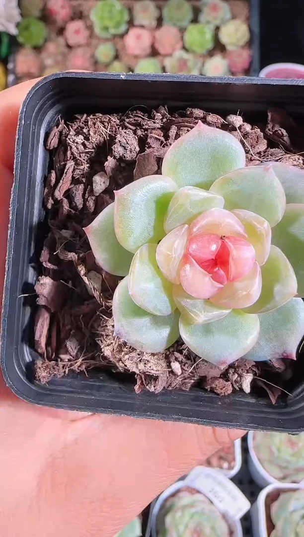 1116-362bl-4群生不包整