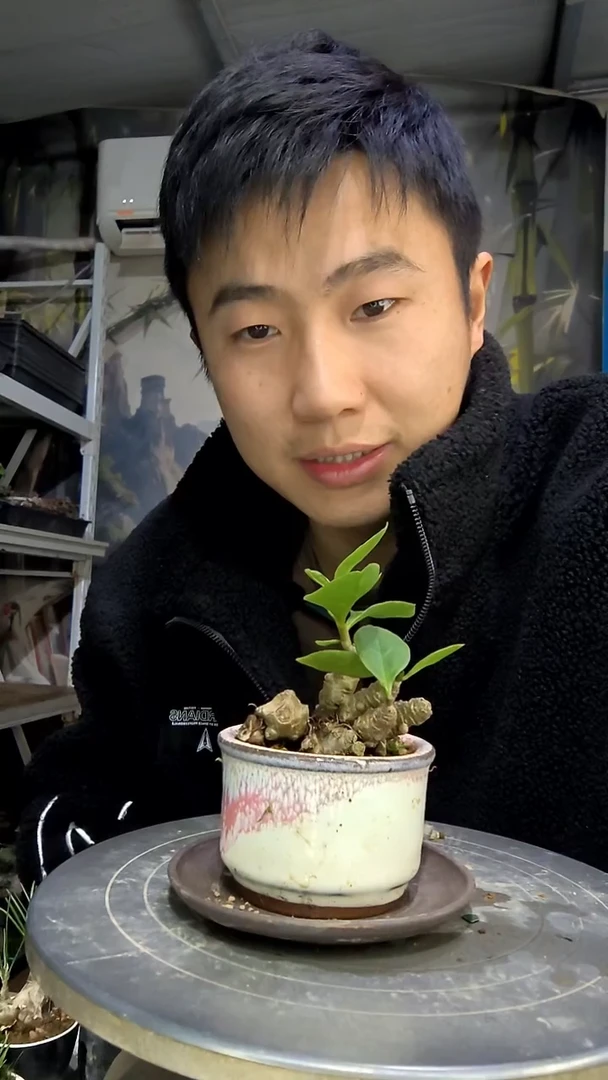 莲*中青园艺一物一拍花425