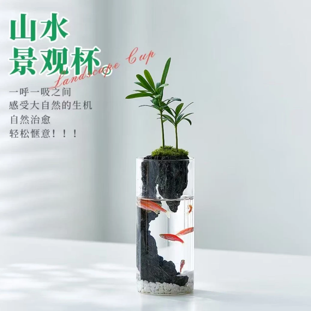 罗汉松微景观玻璃杯造景绿植水培植物办公室桌面盆栽生态瓶小鱼缸
