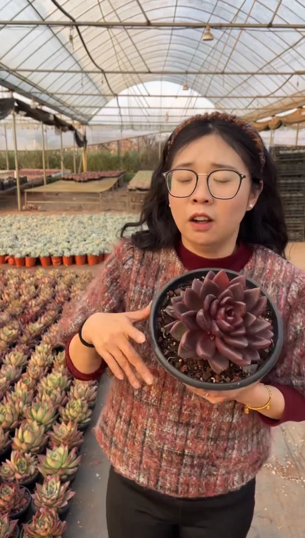 【闪购商品】17-丰沛玫瑰13.8