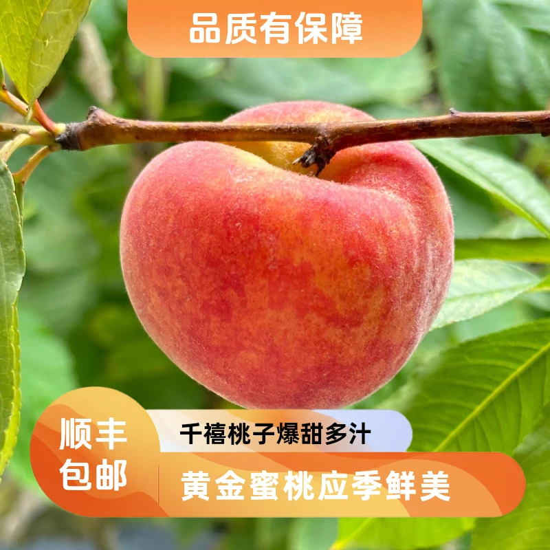 【千禧优选】黄金一号蜜桃1-5斤放软吃甜爆汁新鲜应季水果桃子河北省