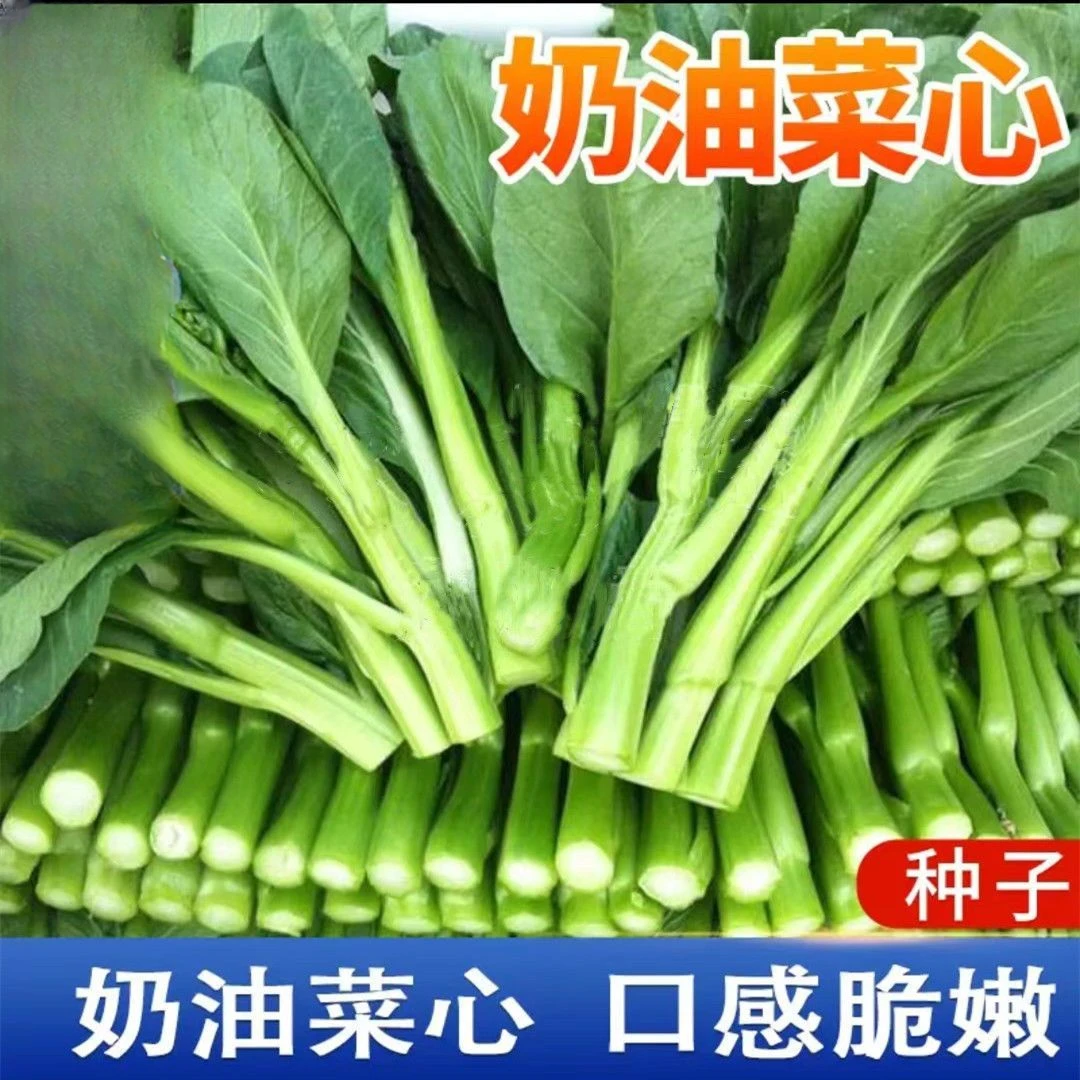 【四季奶油菜心种子】四季种植盆栽地栽阳台小院种植