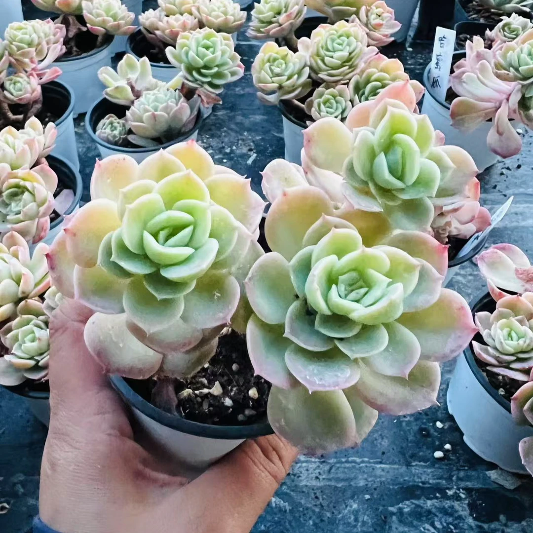 哈密瓜，多肉植物，特价福利