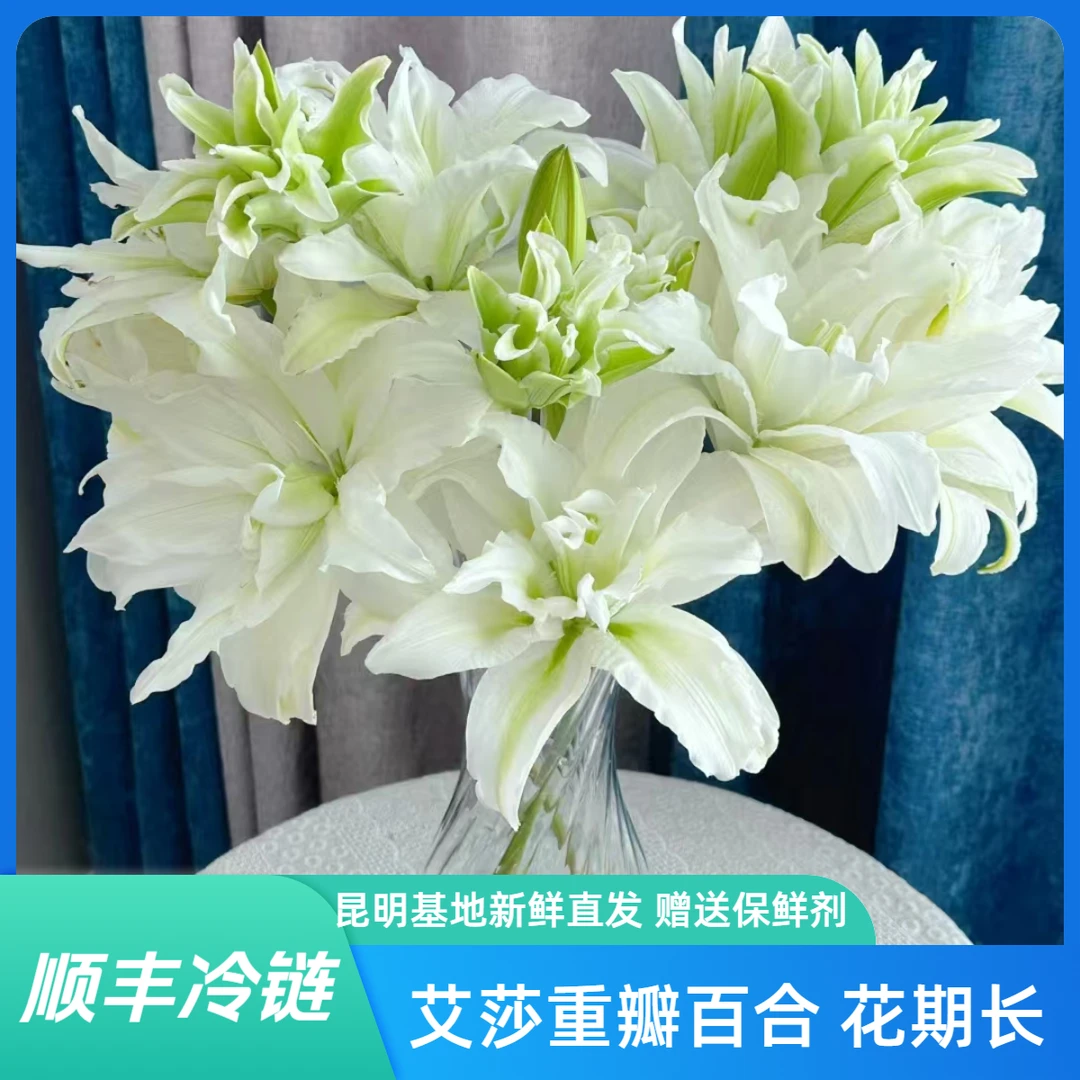 清新淡雅艾莎重瓣百合 送亲友 室内装饰 简约大气 云南基地直发