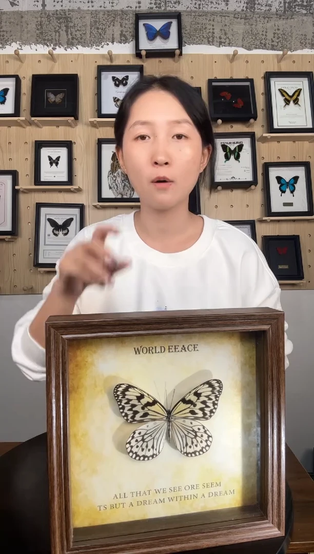 大帛斑蝶蝴蝶标本装饰画8寸框