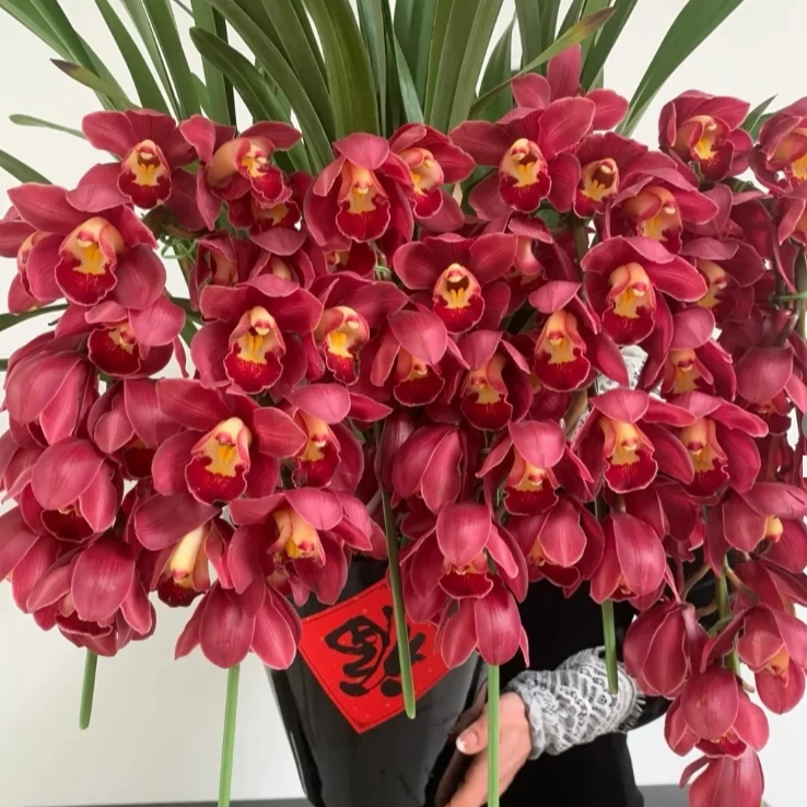 【大红袍】 直兰 带花剑大花蕙兰高端名贵兰花盆栽南北方好养