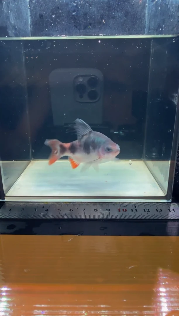 海水鱼红尾绿荧光