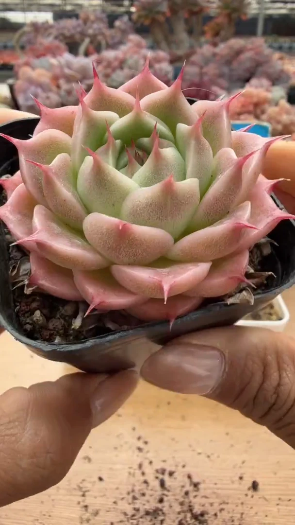 东云多肉园二店-138