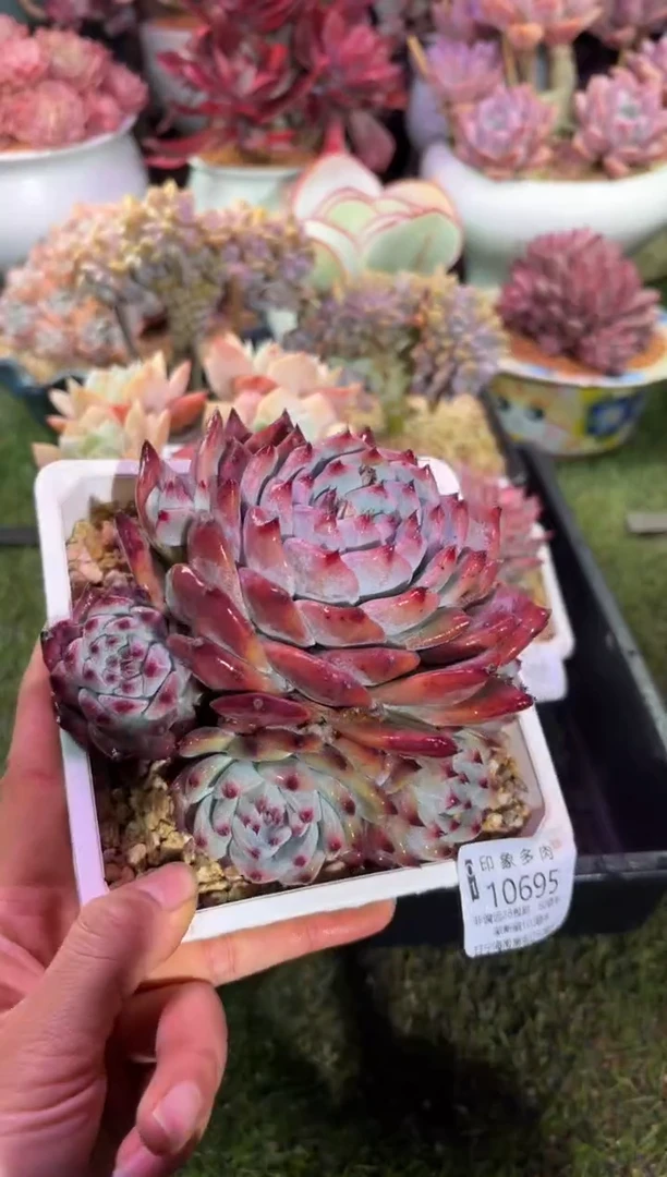 【闪购商品】10695