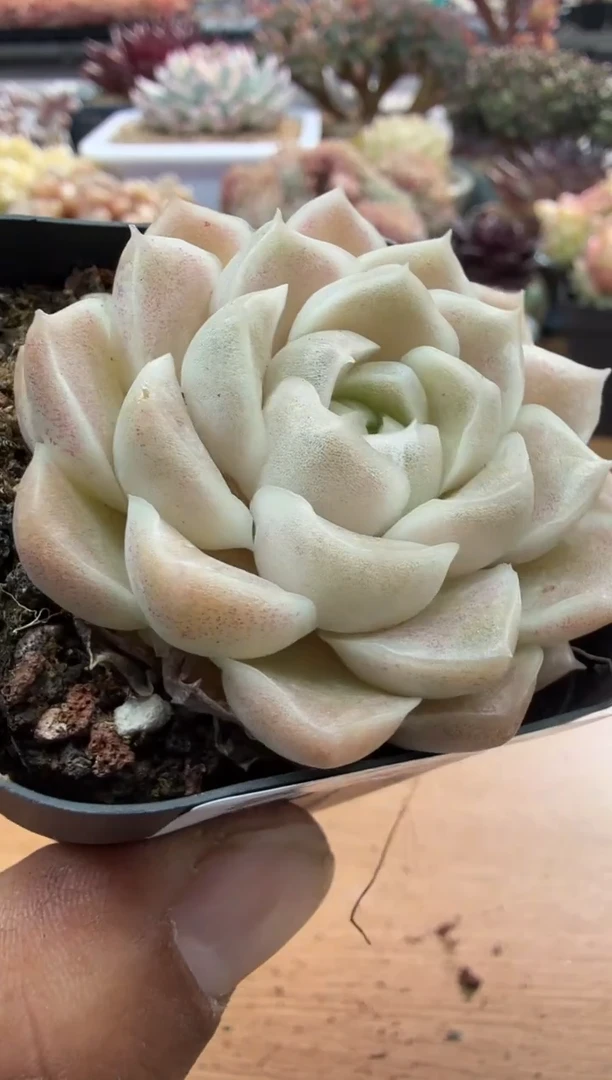 东云多肉园二店-45