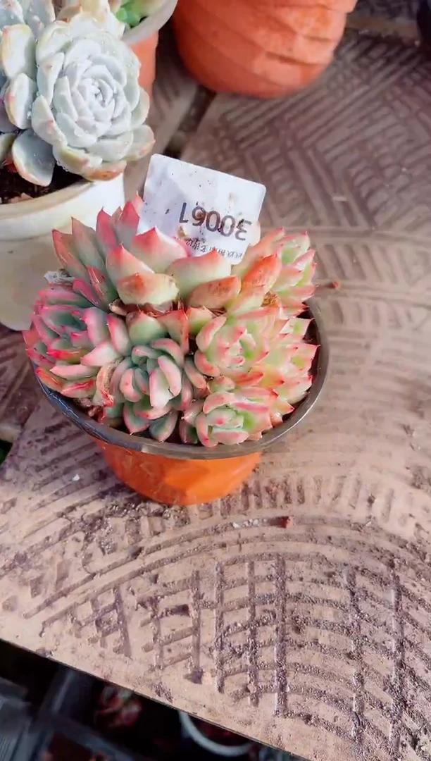 用****0跃跃精品多肉30061