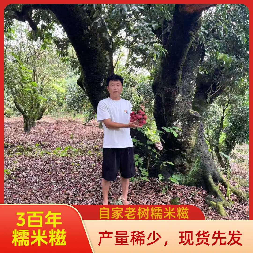 （300年老树）老树糯米糍荔枝黄肉糯米糍现摘现发产量稀少冷链包邮