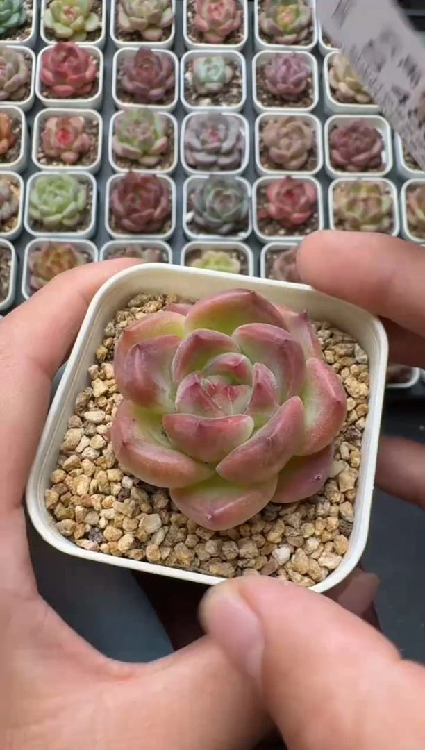 488S带盆土发 当场拍3颗以上包柚 多肉植物 一物一拍